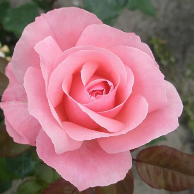 Rosier Queen Elisabeth **** Racines Nue ****