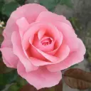 Rosier Queen Elisabeth **** Racines Nue ****