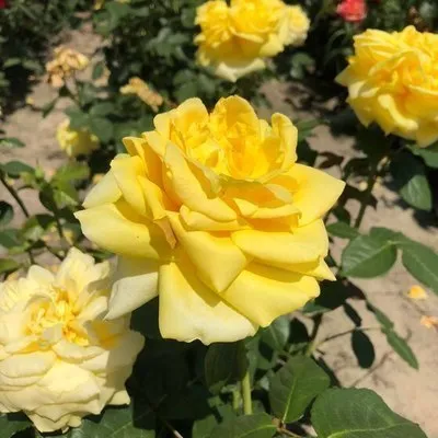Rosier Gina Lollobrigida Pot C3L ** Parfuméé **