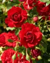 Rosier Grand Award Pot C5L Grimpant
