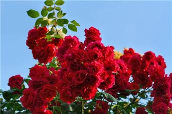 Rosier Grand Hotel Grimpant ** Parfumé **