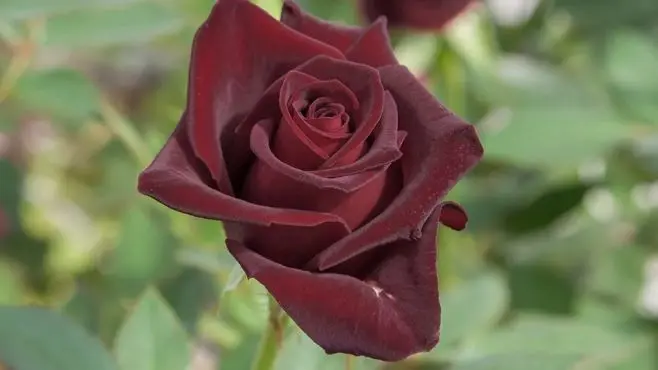 Rosier Black Baccara® Pot C3L