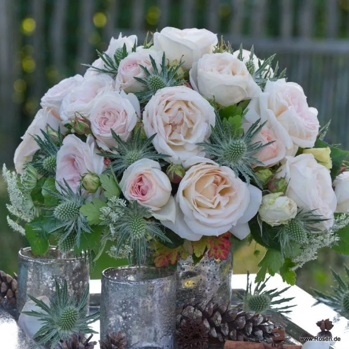 Rosier Madame Anisette® ou Mme de La Vallière® Pot  P19 cm **Parfumé**