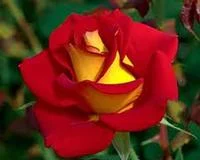 Rosier Ketchup et Mustard en pot de 5 litres