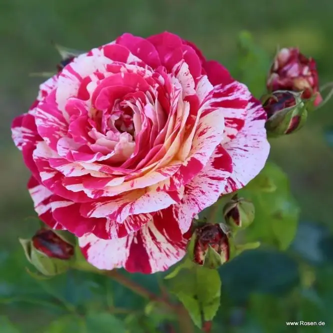 [144312] Rosier Abracadabra® Pot C3L