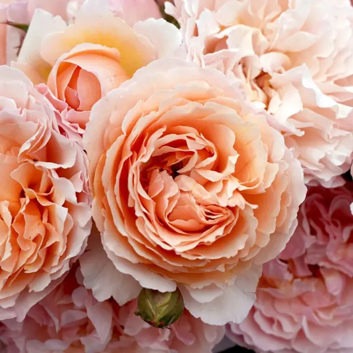 Rosier Princesse Charlene de Monaco ® Pot C3Litres ** Très parfumée **