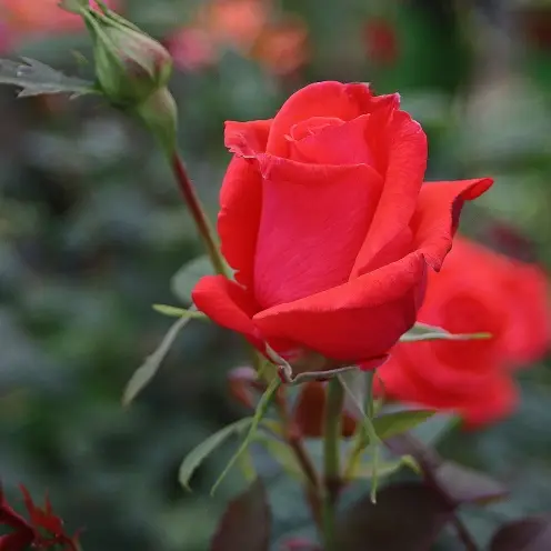 Rosier Super Star Pot - Superbes fleurs à couper.