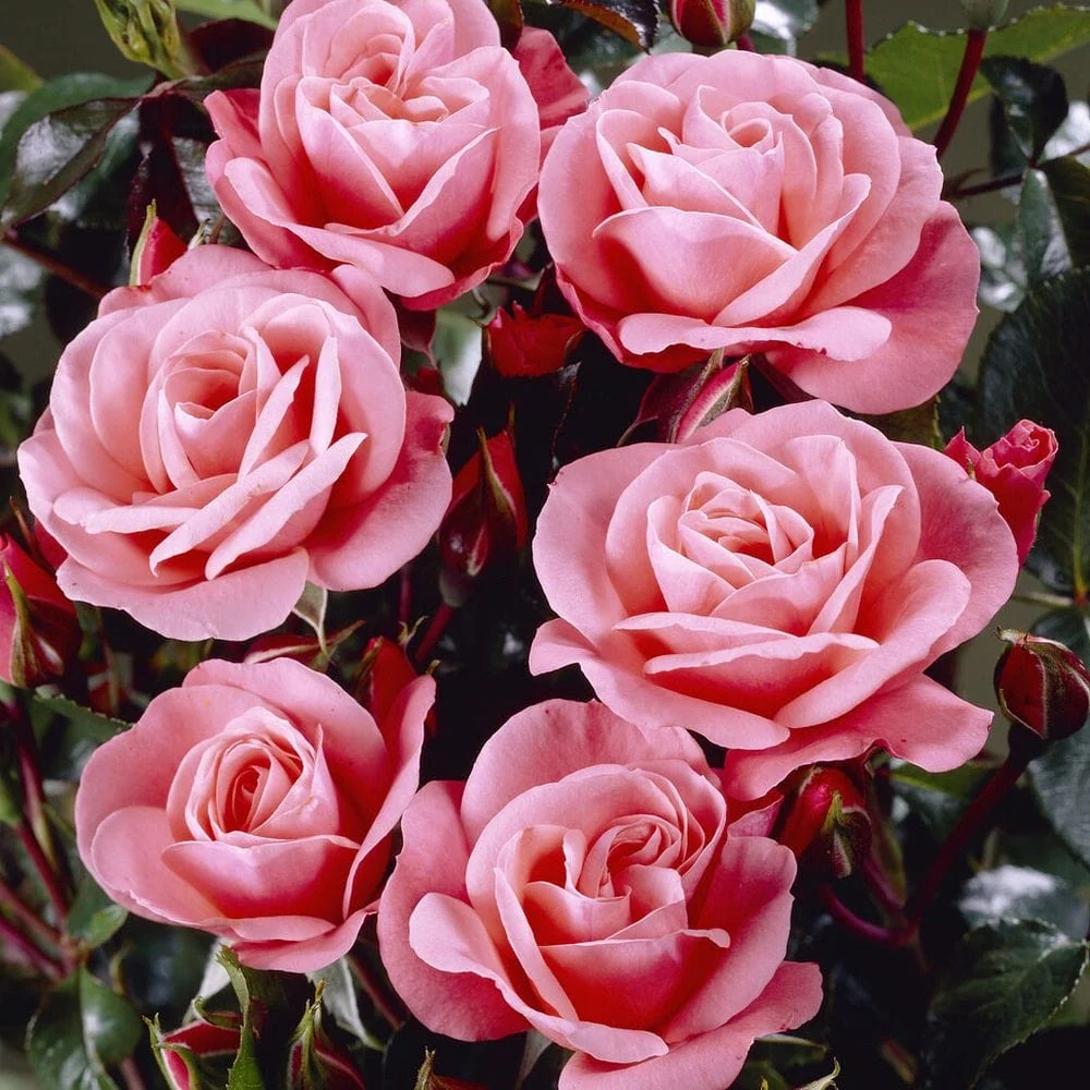 Rosier Nautica Tige 60 cm Pot P24 ** Parfumé **