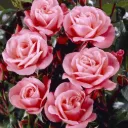 Rosier Nautica Tige 60 cm Pot P24 ** Parfumé **
