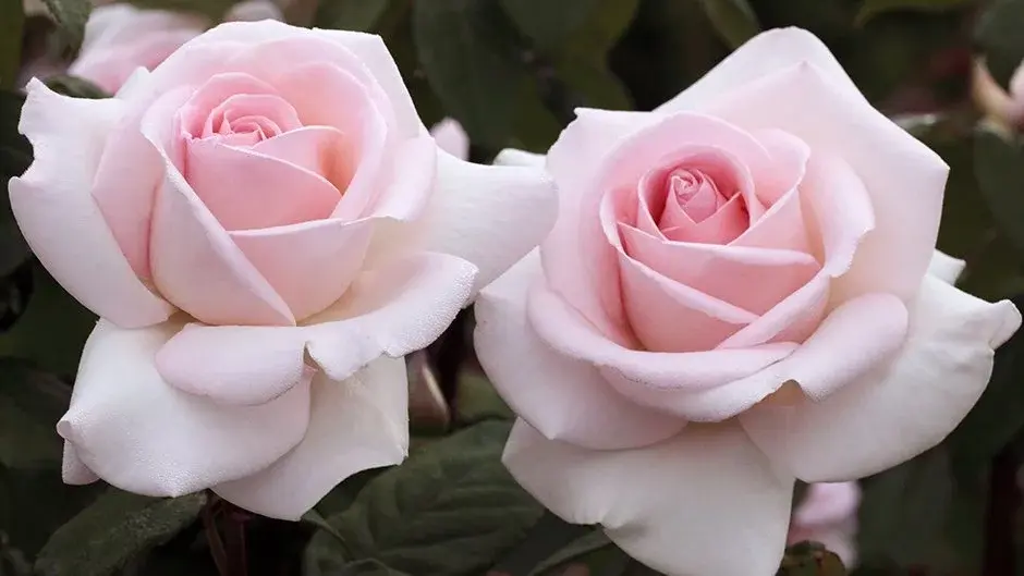 Rosier Prince Jardinier® Pot * Très parfumée **