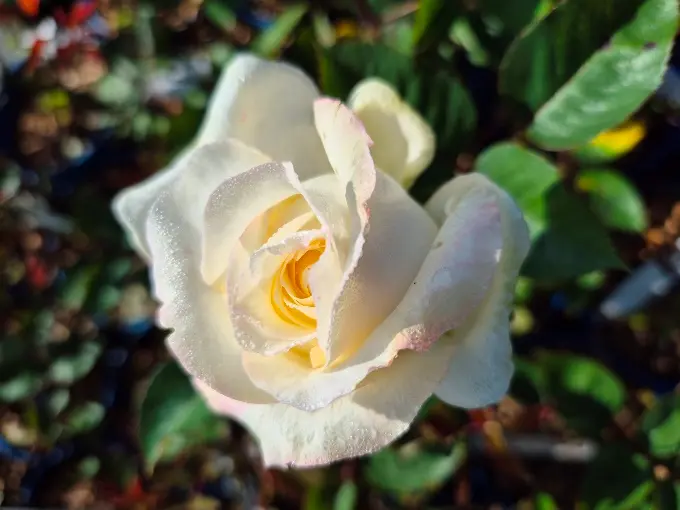 Rosier Voluptia Lovely White Pot C4Litres ** Parfum intense **