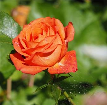 Rosier Joro Pot C3.5Litres