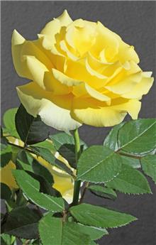 Rosier Goldstar C3.5