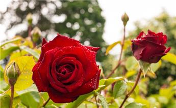 Rosier Ingrid Bergman Pot C5