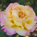 Rosier Madame Antoine Meilland (Peace) Pot 3.5
