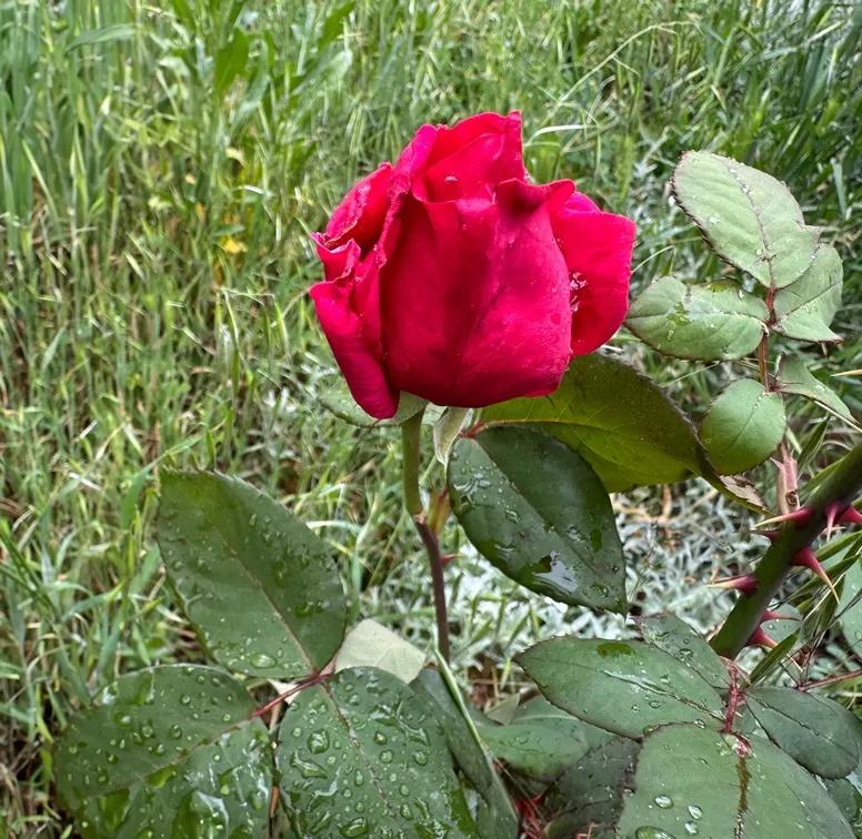 [101567] Rosier Mister Lincoln Pot ** Grosse fleur très parfumée **