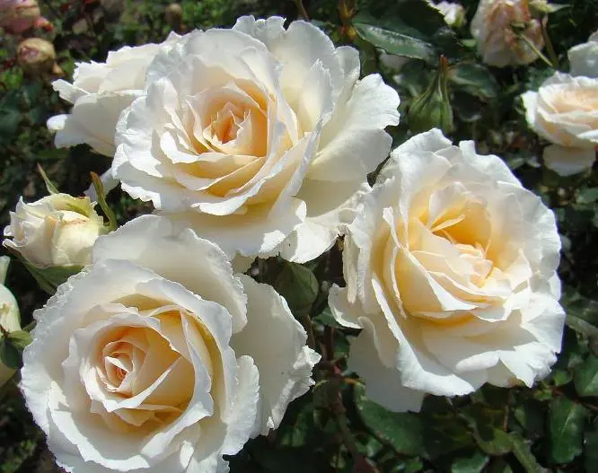 Rosier Poustinia Pot ** Parfumé **