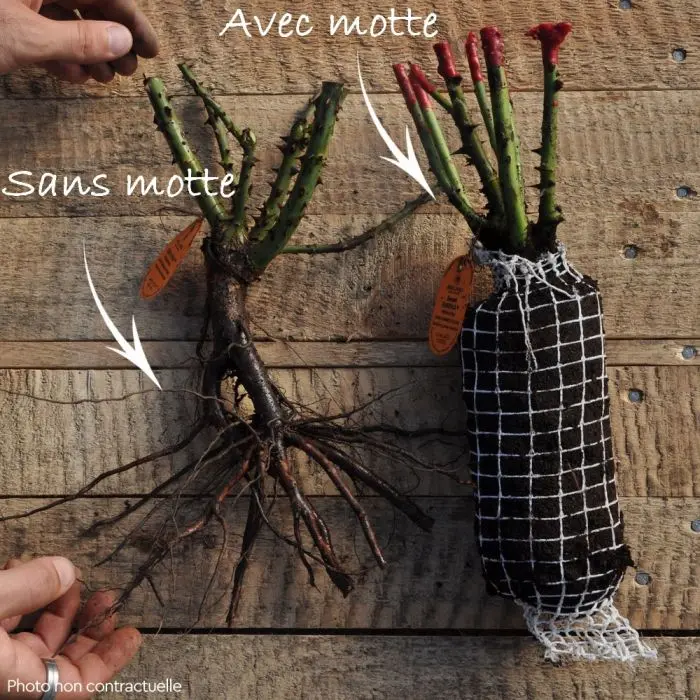 Rosier Jeanne Moreau ® Pot ** Parfumée **