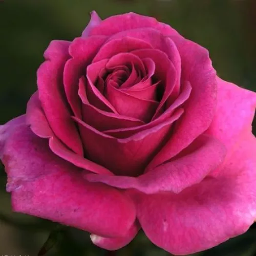 Rosier Blackberry® Pot