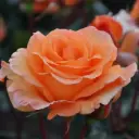 Rosier Doris Tysterman Tige 110 cm Pot