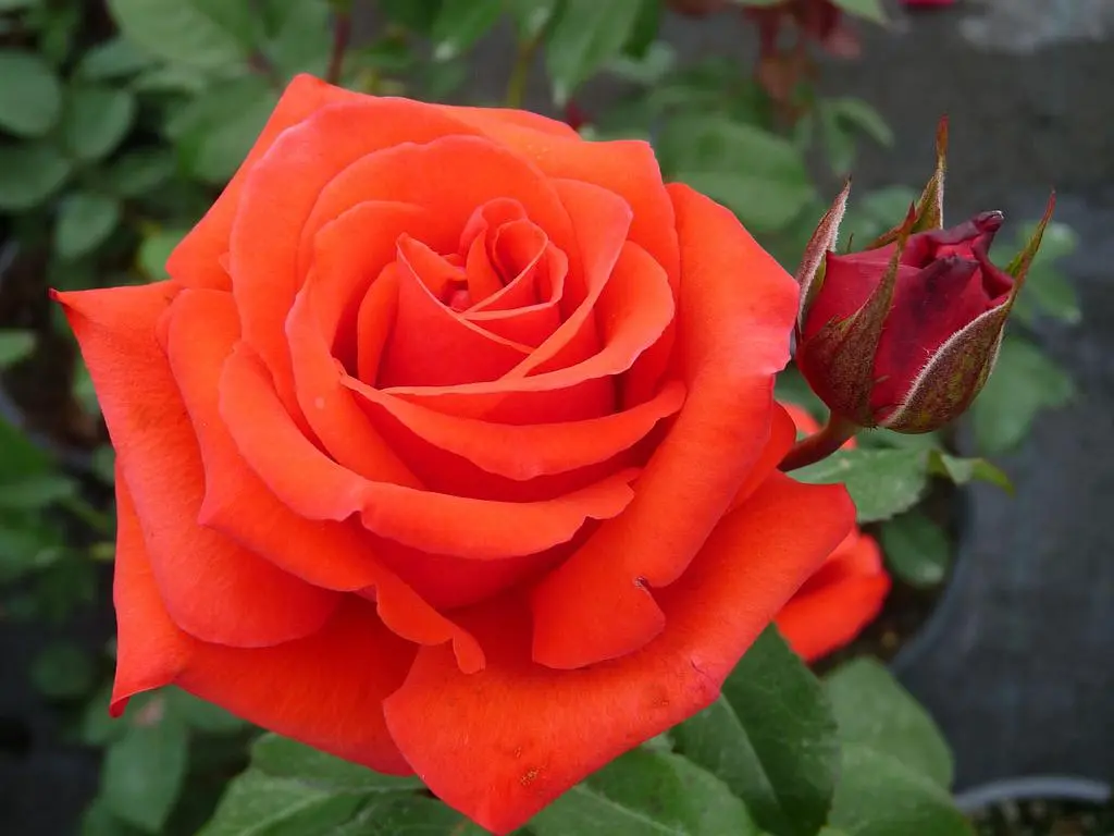 Rosier Kanegem Pot C3.5