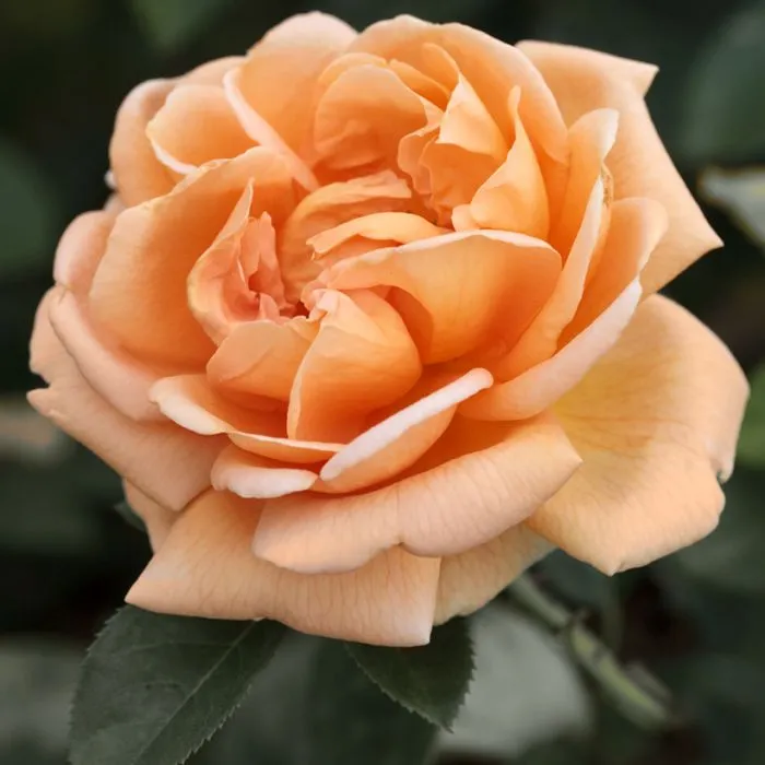 [109374] Rosier Abbaye De Cluny® Pot