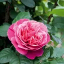 Rosier Line Renaud Pot C5 Litres XL