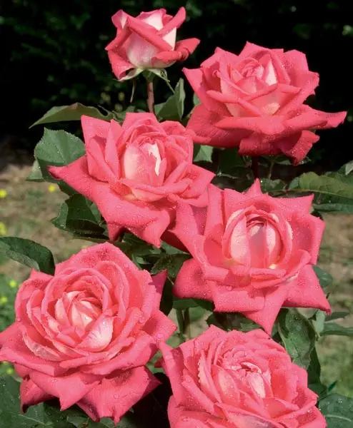 Rosier Acapella Pot C5