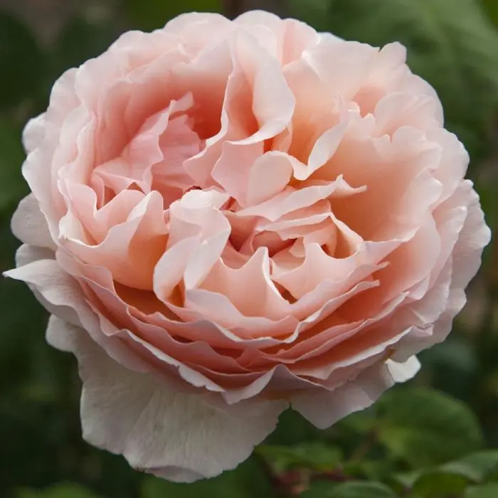 Rosier Princesse Charlene de Monaco ® Pot C5Litres XL ** Très parfumée **