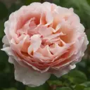 Rosier Princesse Charlene de Monaco ® Pot C5Litres XL ** Très parfumée **