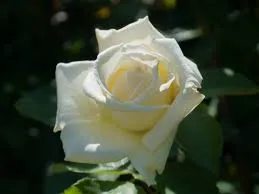 [111760] Rosier Caroline De Monaco Pot