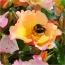 Rosier Bee Proud Pot C3.6L