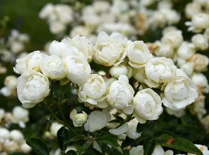 Rosier White Morsdag Pot C3.5Litres ** Koster Nain **