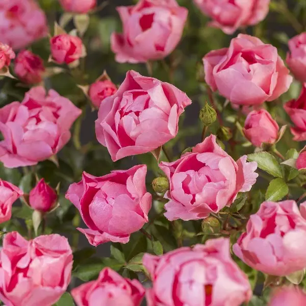 Rosier Pink Morsdag Pot C3