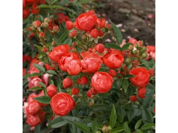 Rosier Morsdag Orange  Pot C3L **Résistant**