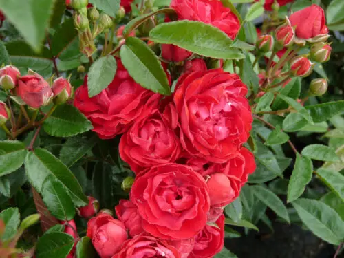 Rosier Morsdag Red pot Rosier nain rouge