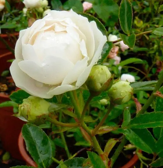 Rosier Morsdag White Blanc Snovit Pot