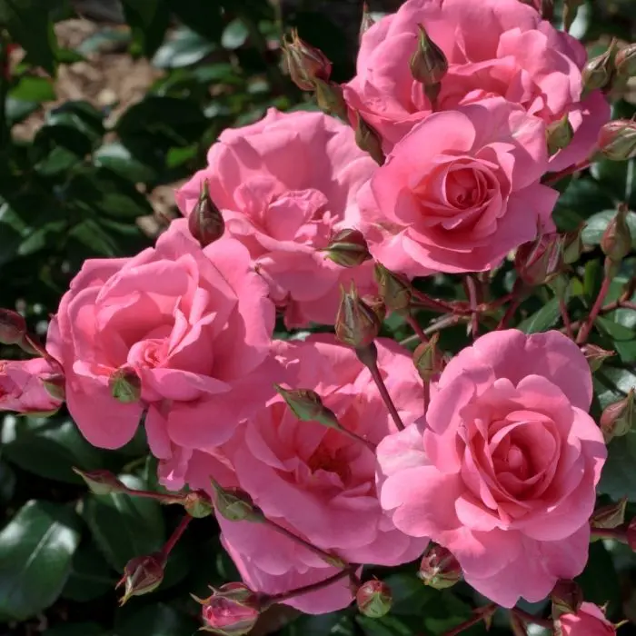 [129572] Rosier Meilove Rose Pot C3