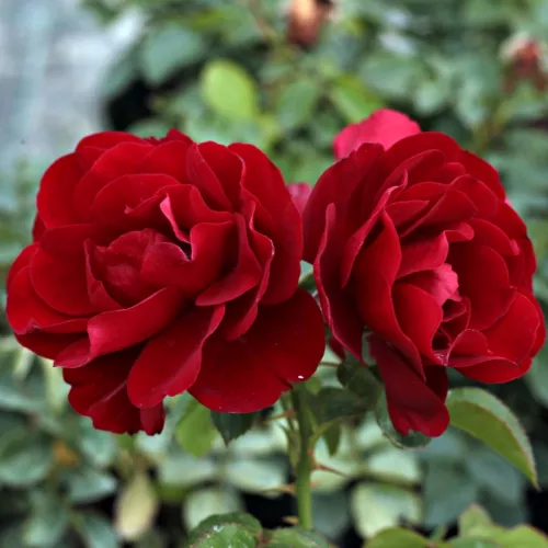 [112298] Rosier Grand Palace Pot C3