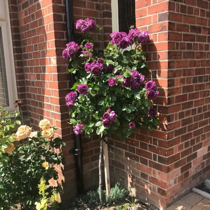 [138876] Rosier Minerva Tige 90 cm Pot  C10Litres ** Très parfumé **