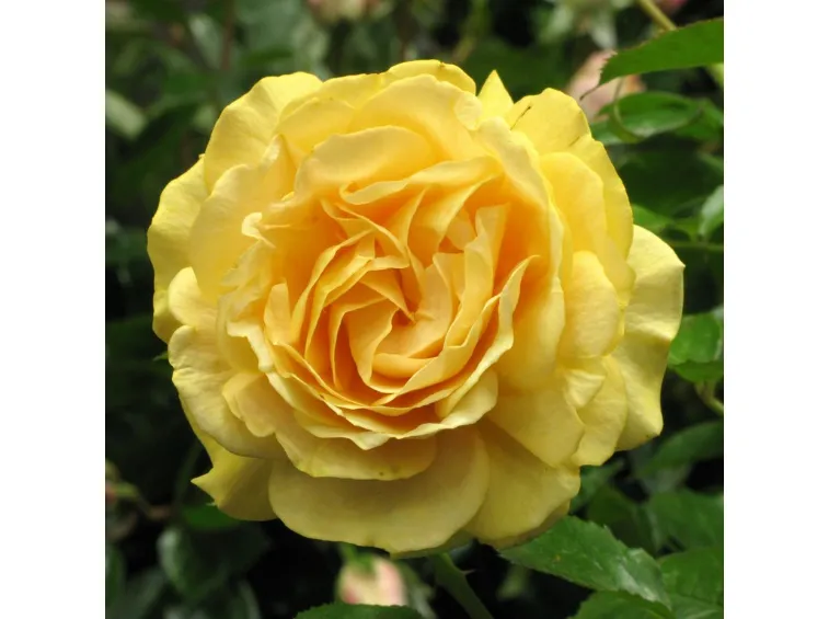 [141678] Rosier Absolutely Fabulous Pot C3