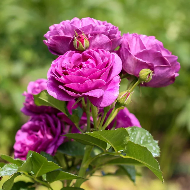 [127031] Rosier Minerva Pot C5Litres ** Parfum puissant **