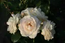 Rosier Sirius® Pot C5