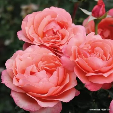 [144980] Rosier Coral Lions Rose Buisson Pot C5L **parfumé**NEW