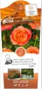 Rosier Coral Lions Rose Buisson Pot C5L **parfumé**NEW
