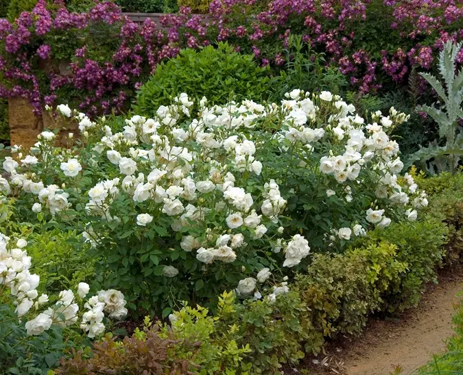 Rosier Schneewitchen Pot C5L