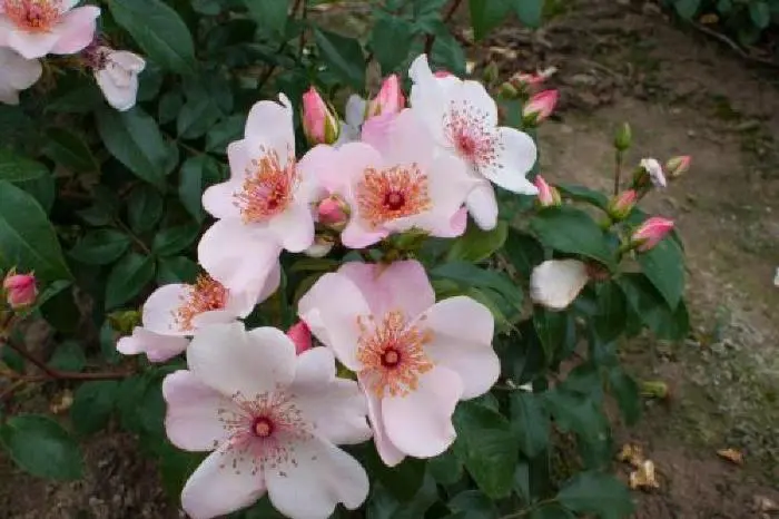 [105772] Rosier Astronomia = Sweet Pretty
