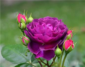 Rosier Minerva Pot P19 cm ** Parfum puissant **