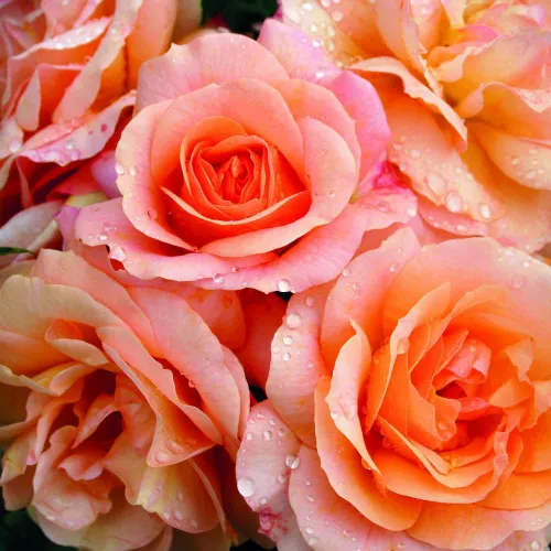 Rosier Aprikola Pot 19