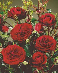 Rosier Balmoral Pot P19 cm